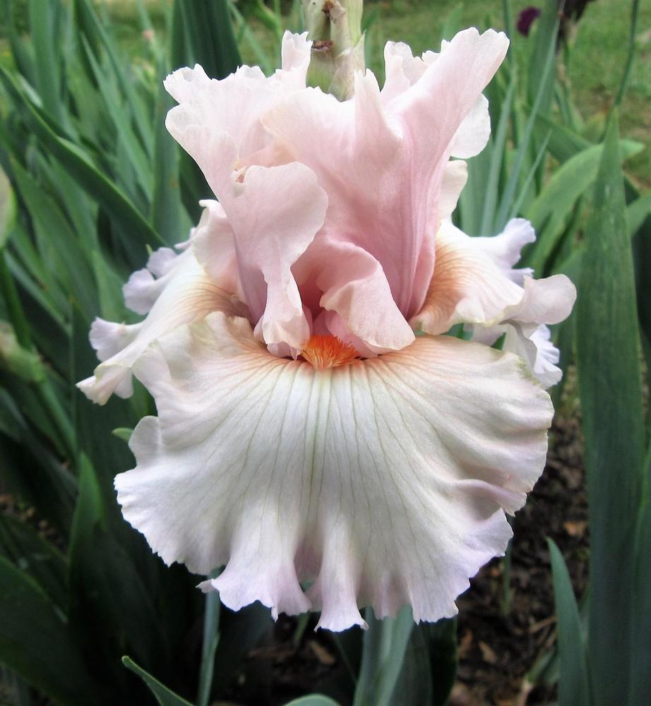 Photo of Tall Bearded Iris (Iris 'Peacekeeper') uploaded by tveguy3