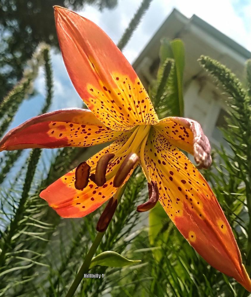 Photo of Lily (Lilium 'Fusion') uploaded by HoodLily