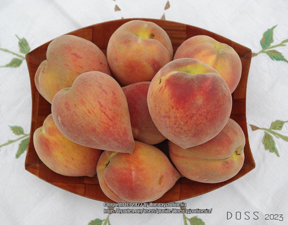 Photo of Peaches (Prunus persica) uploaded by Huertayjardineria