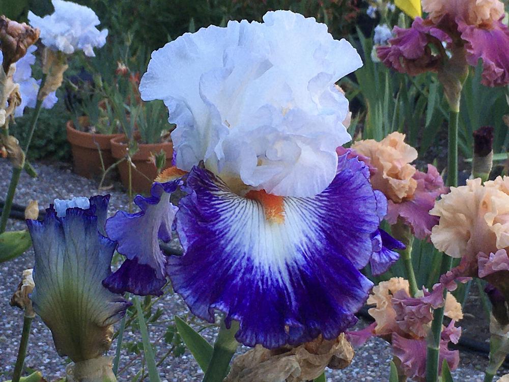 Photo of Tall Bearded Iris (Iris 'Gypsy Lord') uploaded by Neela