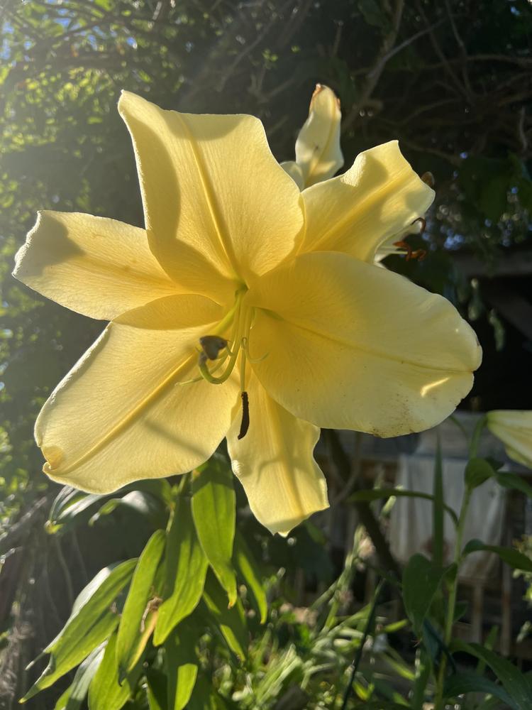 Photo of Lilies (Lilium) uploaded by Shortfry09