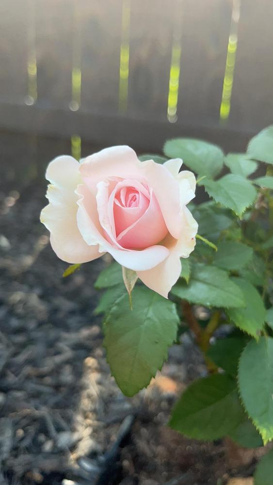 Photo of Rose (Rosa 'Tournament of Roses') uploaded by SusuX