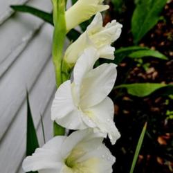 Location: Aberdeen, NC (my garden 2023)
Date: June 30, 2023
Gladiolus #80 nn; LHB page 282, 37-18, "Latin for 'small sword', 