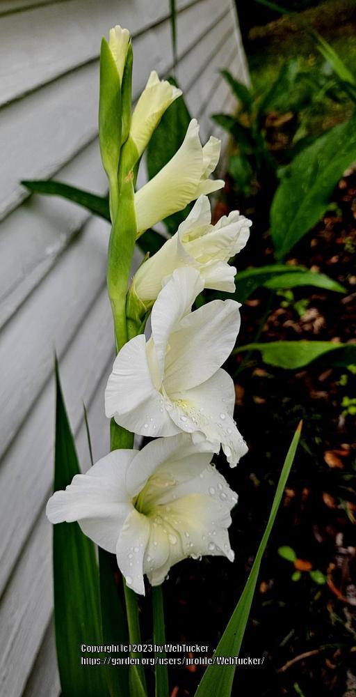 Photo of Gladiola (Gladiolus) uploaded by WebTucker