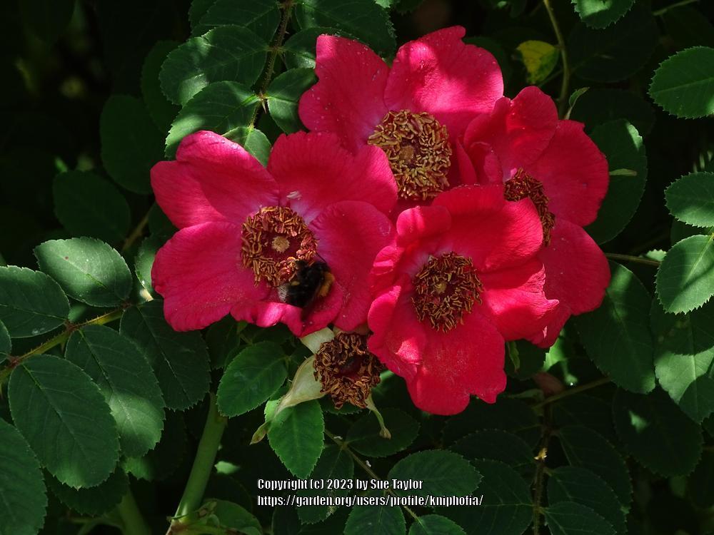 Photo of Rose (Rosa moyesii 'Geranium') uploaded by kniphofia