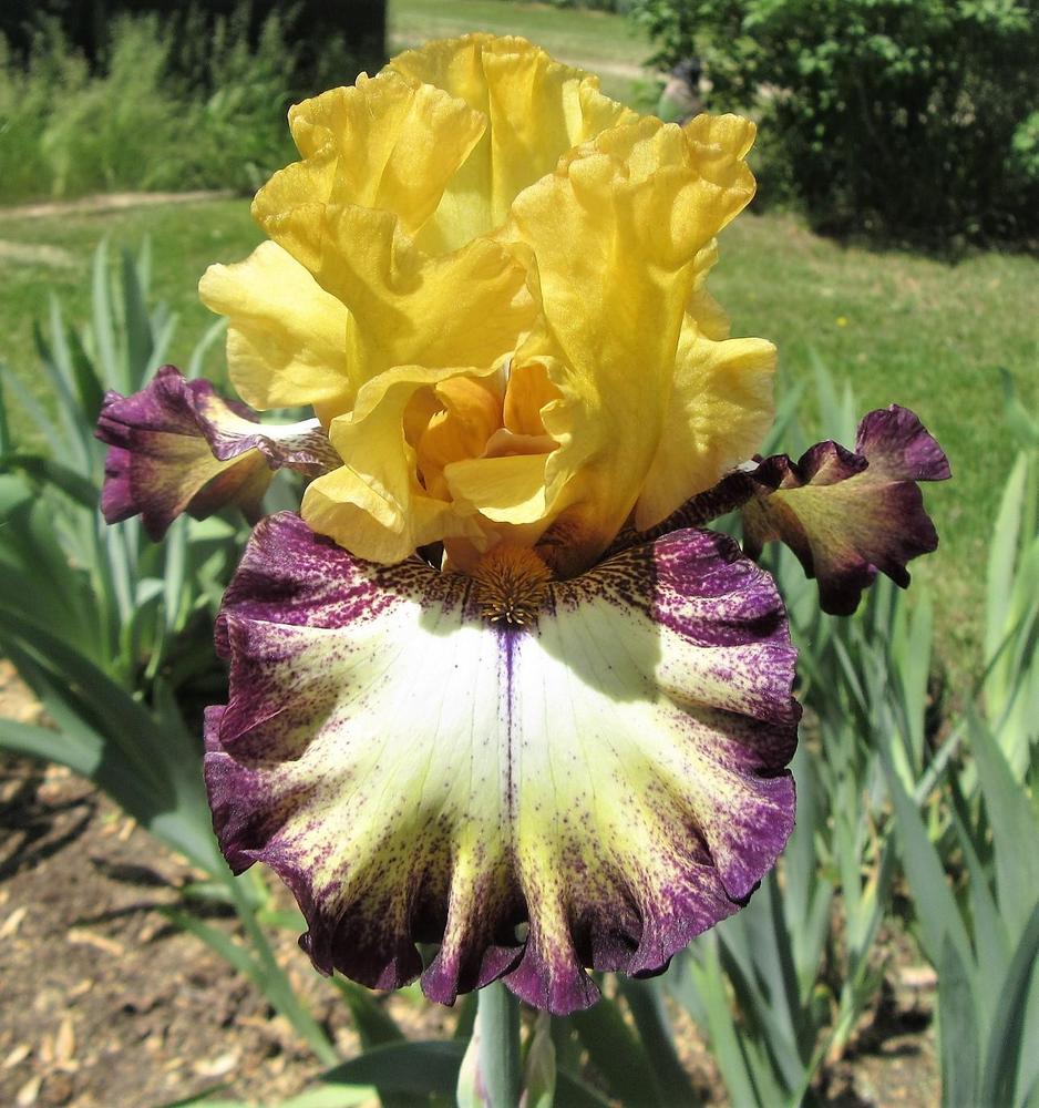Photo of Tall Bearded Iris (Iris 'High Desert') uploaded by tveguy3