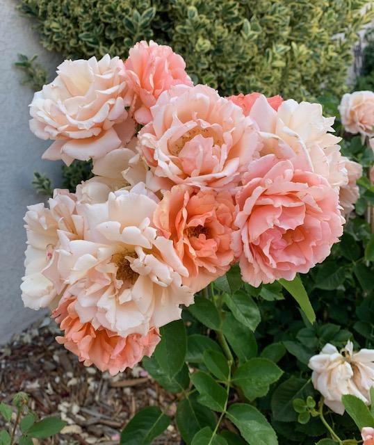Photo of Rose (Rosa 'Apricot Candy') uploaded by ParisRoseLady