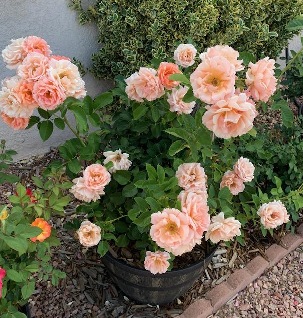 Photo of Rose (Rosa 'Apricot Candy') uploaded by ParisRoseLady