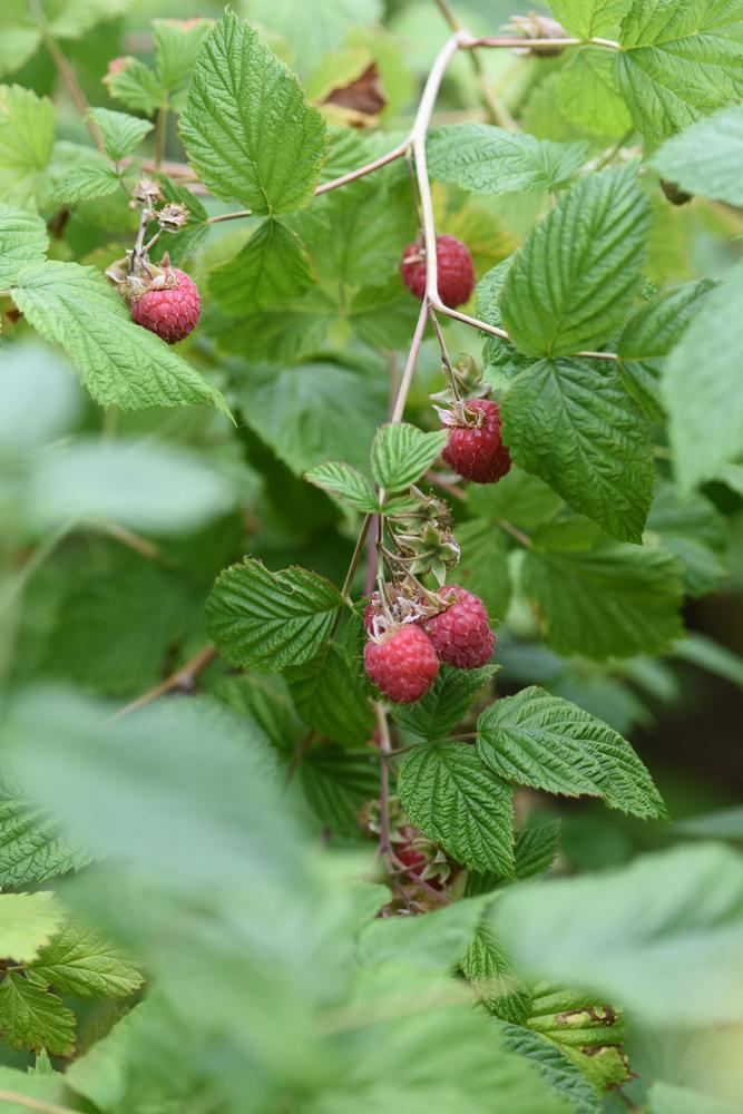 Photo of Raspberry (Rubus idaeus) uploaded by cliftoncat
