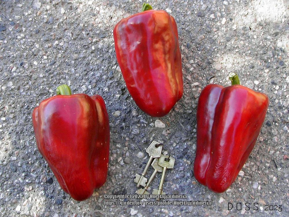 Photo of Bell Pepper (Capsicum annuum 'California Wonder') uploaded by Huertayjardineria