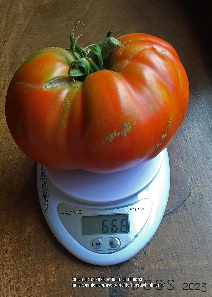 Photo of Tomato (Solanum lycopersicum 'Brandywine, Pink') uploaded by Huertayjardineria