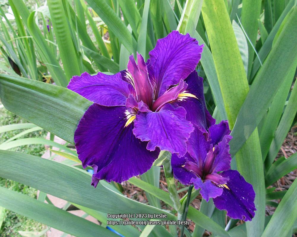 Photo of Louisiana Iris (Iris 'Michigan in Dallas') uploaded by Lestv