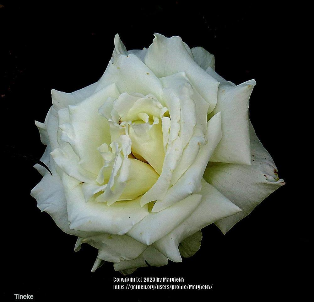 Photo of Hybrid Tea Rose (Rosa 'Tineke') uploaded by MargieNY