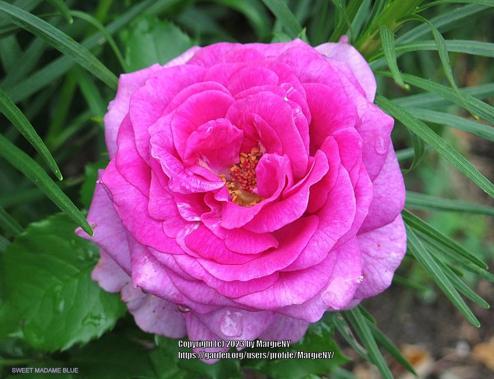 Photo of Floribunda Rose (Rosa 'Sweet Madame Blue') uploaded by MargieNY