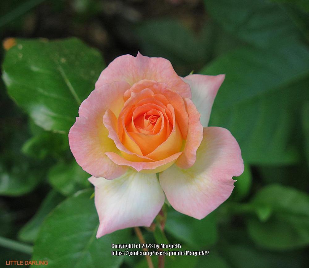 Photo of Rose (Rosa 'Little Darling') uploaded by MargieNY