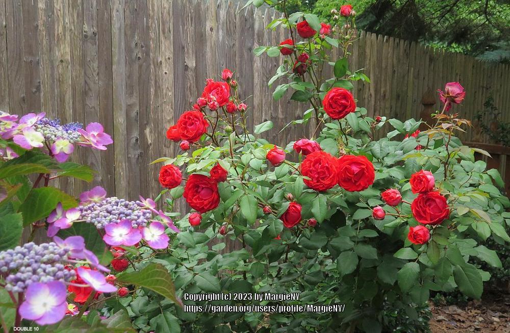 Photo of Rose (Rosa 'Double 10') uploaded by MargieNY