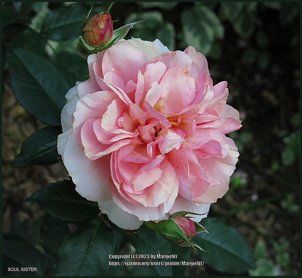Photo of Shrub Rose (Rosa 'Soul Sister') uploaded by MargieNY