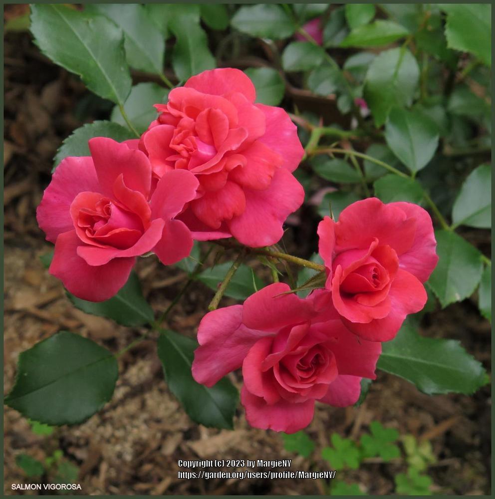 Photo of Rose (Rosa 'Bad Birnbach') uploaded by MargieNY