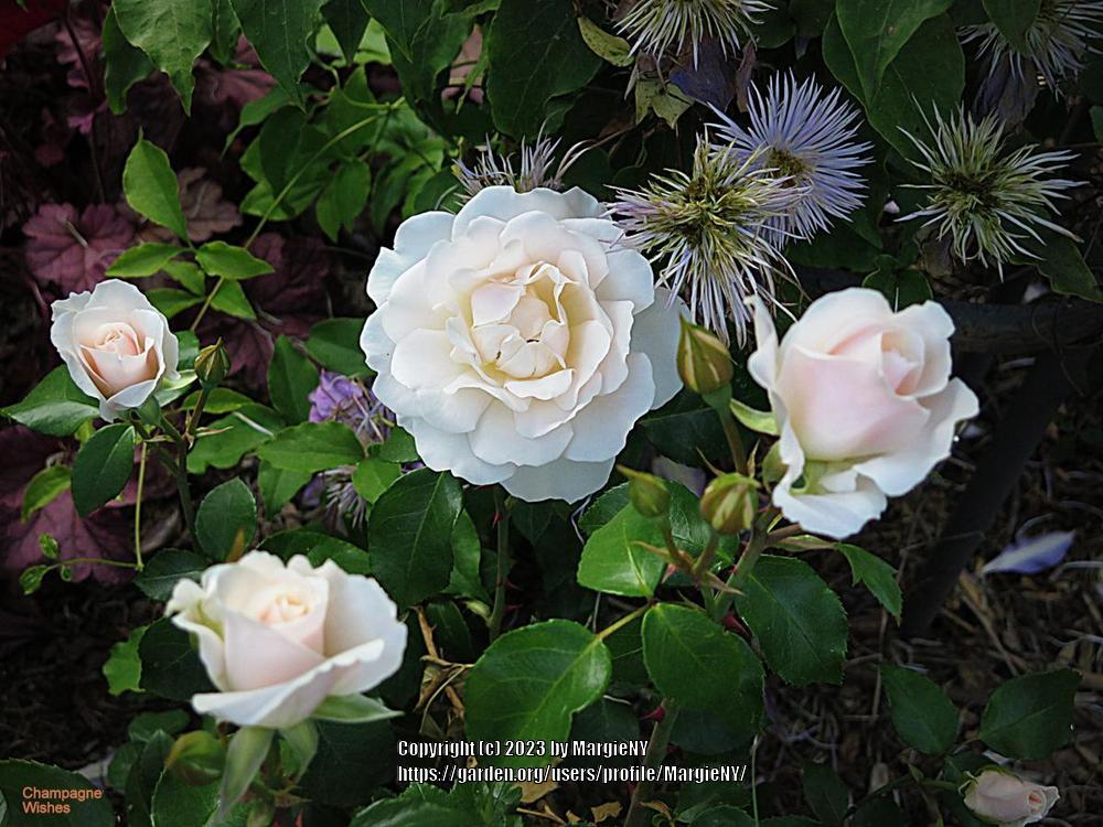 Photo of Rose (Rosa 'Champagne Wishes') uploaded by MargieNY