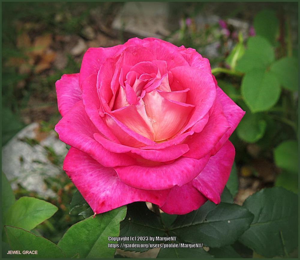 Photo of Rose (Rosa 'Jewel Grace') uploaded by MargieNY