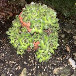 Location: Columbus Ohio 
Date: Early spring 2023
Side view of one of my hens & chicks