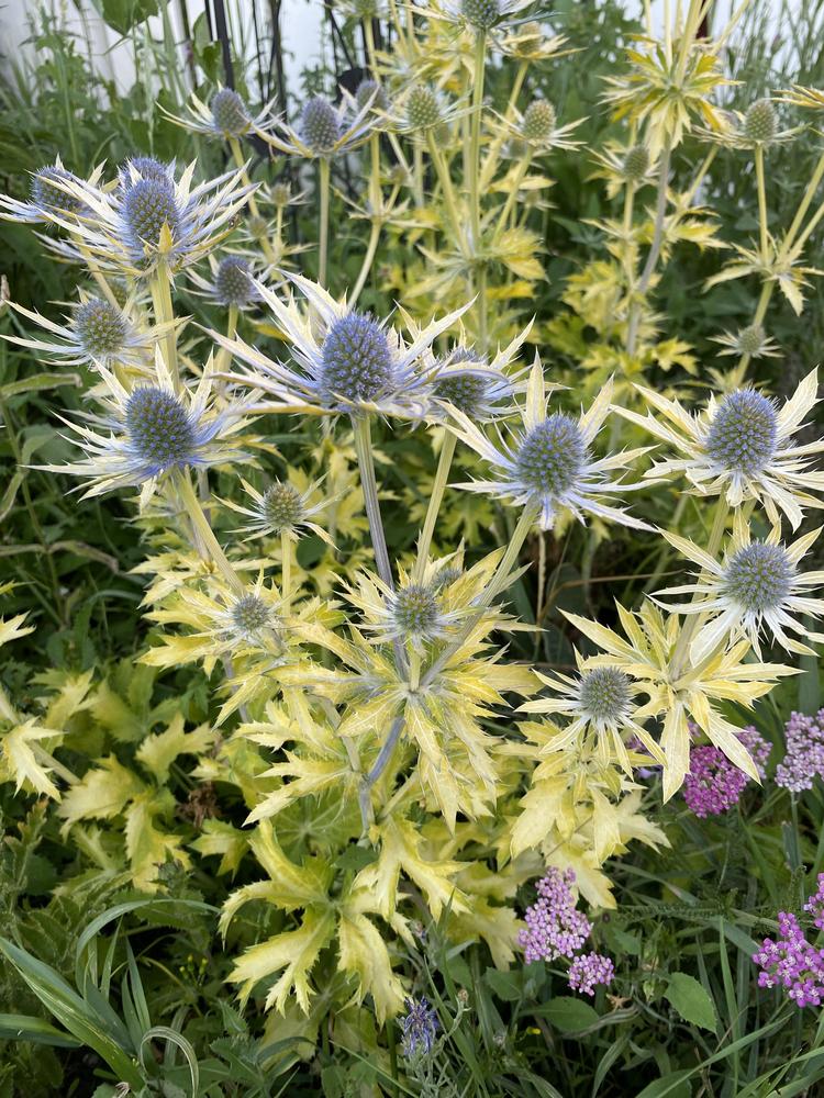 Photo of Sea Holly (Eryngium 'Neptune's Gold') uploaded by androchore