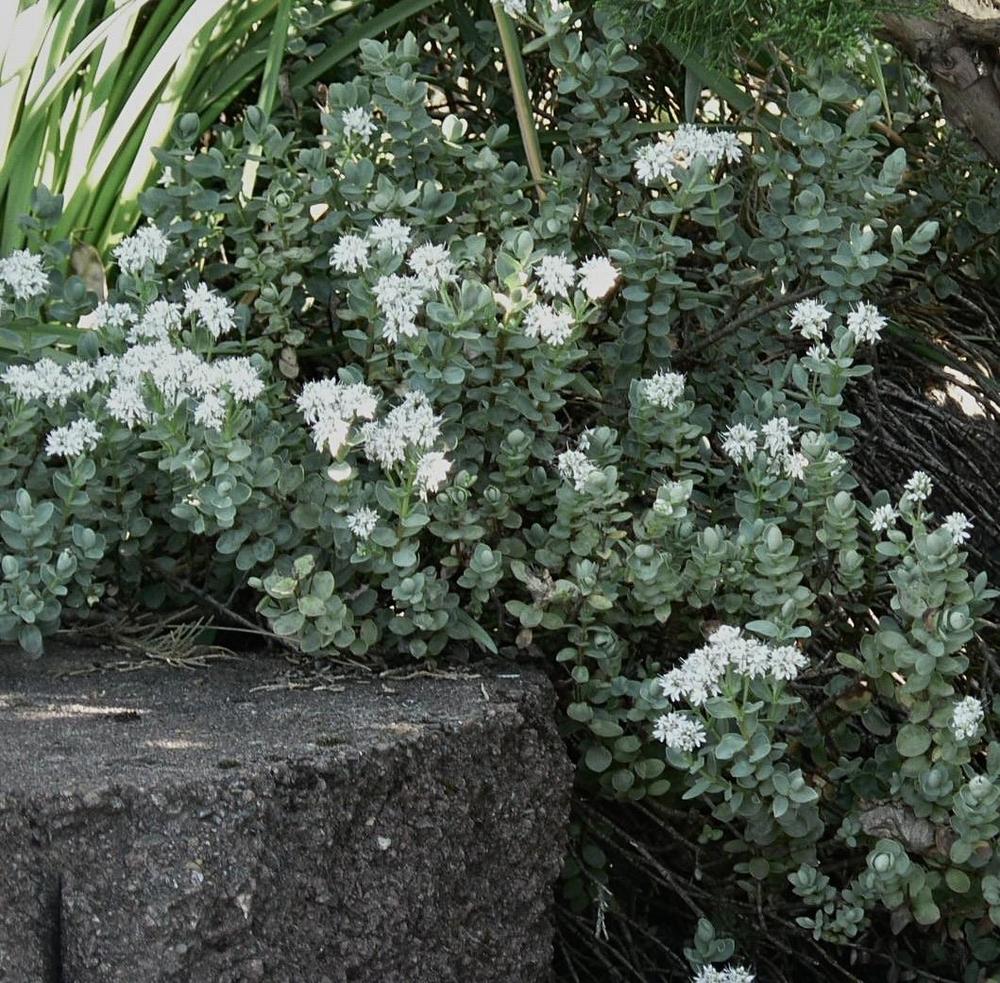 Photo of Shrubby Veronica (Veronica pinguifolia 'Pagei') uploaded by bumplbea