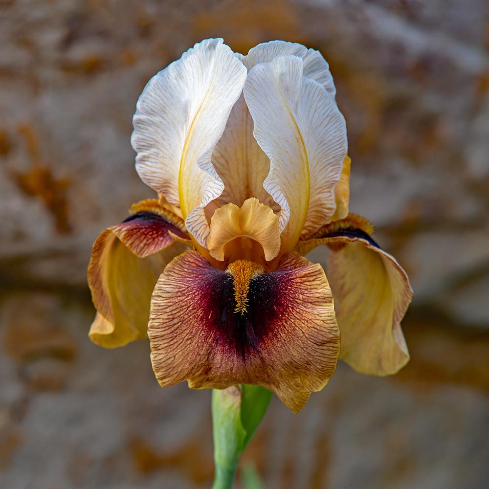 Photo of Arilbred Iris (Iris 'Shaman's Magic') uploaded by dirtdorphins