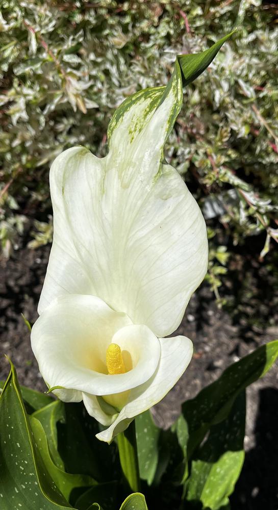 Photo of Calla Lily (Zantedeschia aethiopica) uploaded by imnotmike