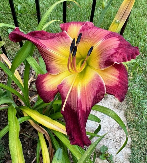 Photo of Daylily (Hemerocallis 'Queen Kong') uploaded by jkporter