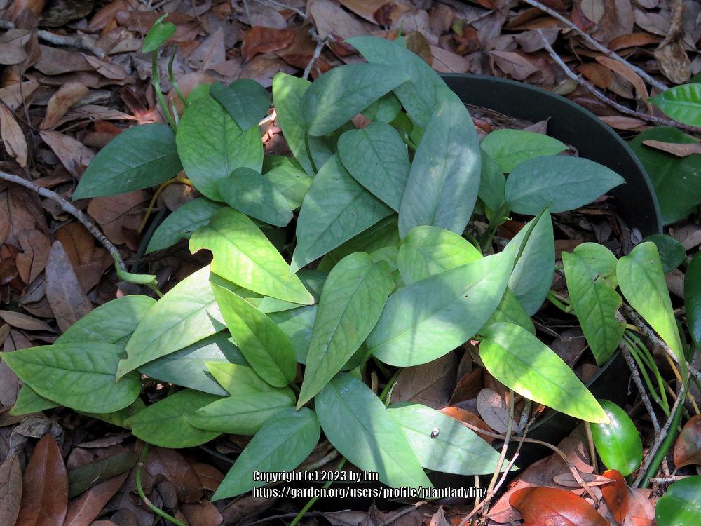 Photo of Pothos (Epipremnum pinnatum 'Cebu Blue') uploaded by plantladylin