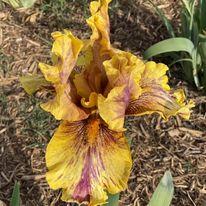 Photo of Tall Bearded Iris (Iris 'Infernal Fire') uploaded by Bloomerrang
