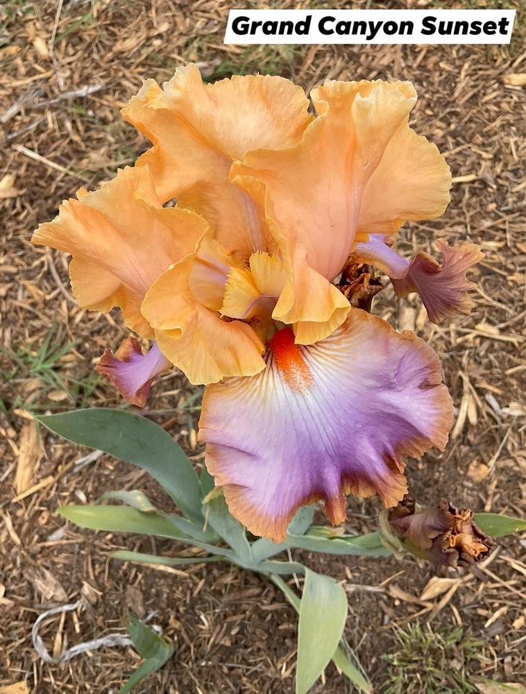 Photo of Tall Bearded Iris (Iris 'Grand Canyon Sunset') uploaded by Bloomerrang