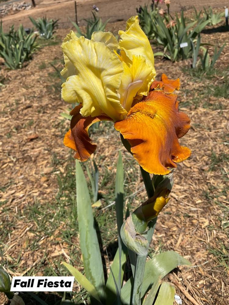 Photo of Tall Bearded Iris (Iris 'Fall Fiesta') uploaded by Bloomerrang