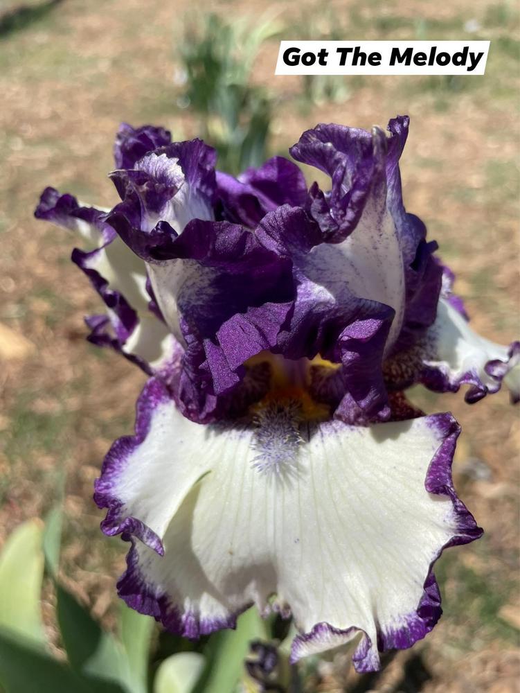 Photo of Tall Bearded Iris (Iris 'Got the Melody') uploaded by Bloomerrang