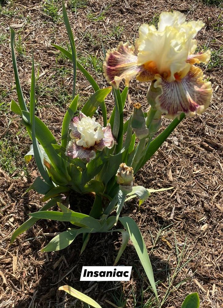 Photo of Tall Bearded Iris (Iris 'Insaniac') uploaded by Bloomerrang