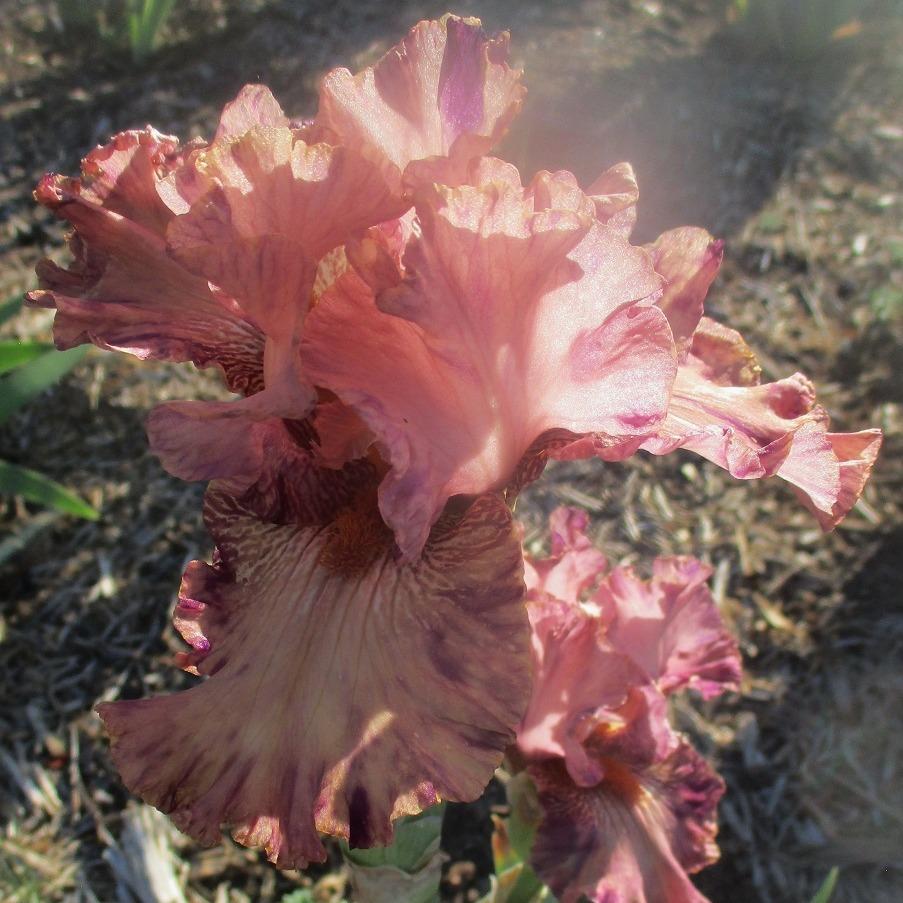 Photo of Tall Bearded Iris (Iris 'Grizzly Gosling') uploaded by Bloomerrang