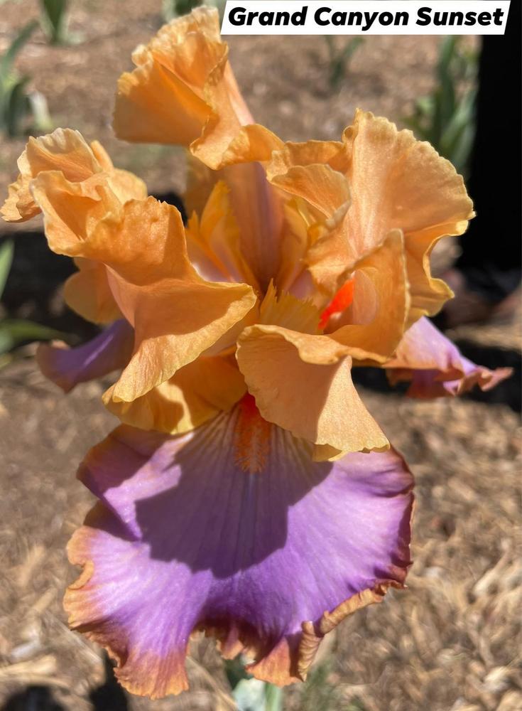 Photo of Tall Bearded Iris (Iris 'Grand Canyon Sunset') uploaded by Bloomerrang