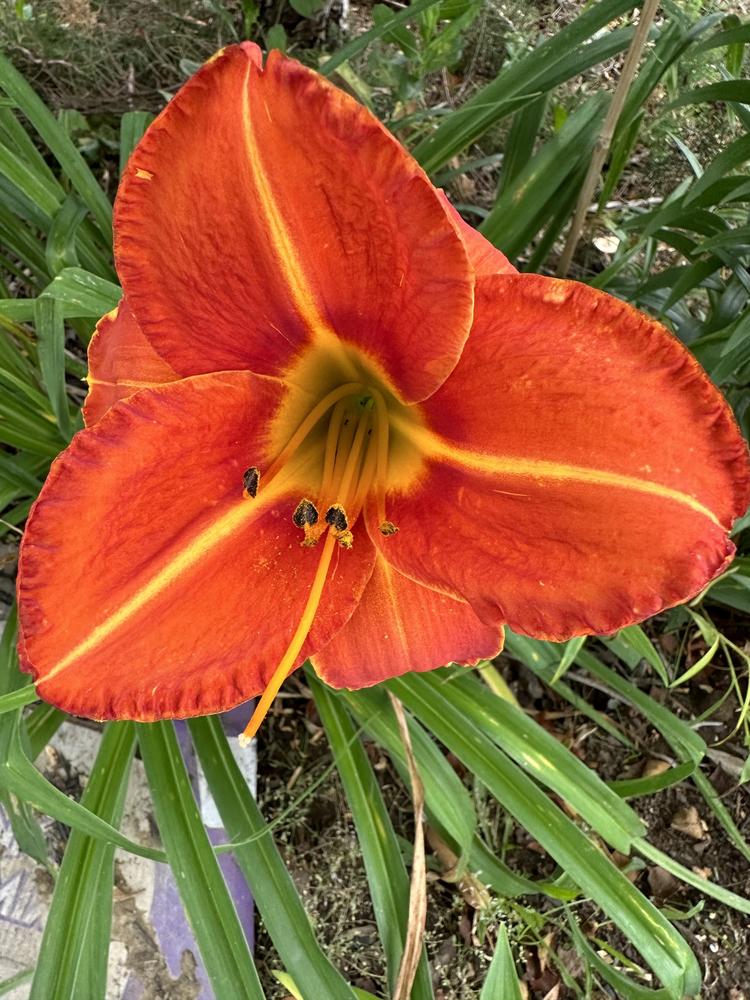 Photo of Daylily (Hemerocallis 'Orange Vols') uploaded by GABYSHALL