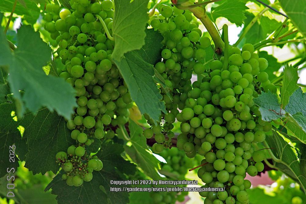 Photo of Grape (Vitis vinifera) uploaded by Huertayjardineria