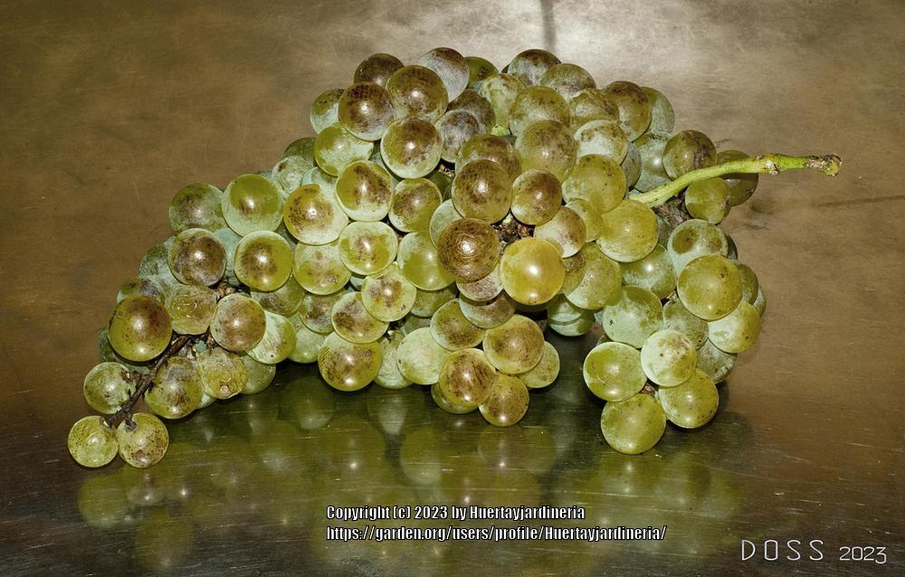Photo of Grape (Vitis vinifera) uploaded by Huertayjardineria