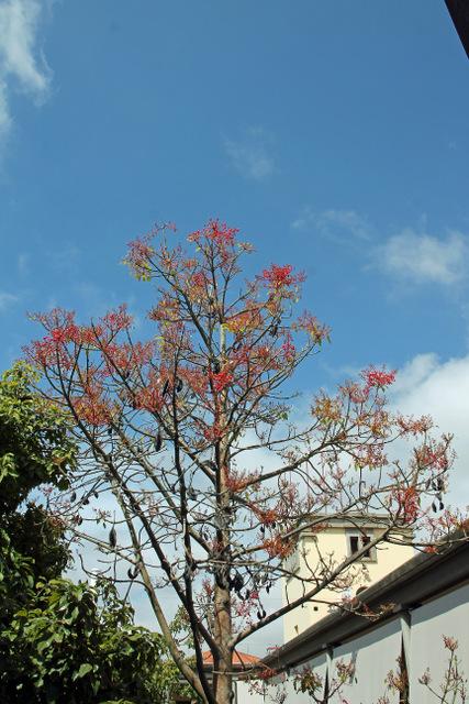 Photo of Flame Tree (Brachychiton acerifolius) uploaded by RuuddeBlock