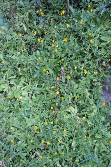 Photo of Field Marigold (Calendula arvensis) uploaded by RuuddeBlock
