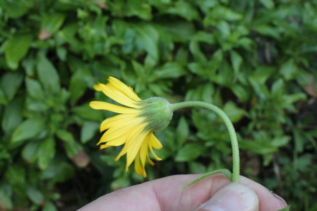 Photo of Field Marigold (Calendula arvensis) uploaded by RuuddeBlock