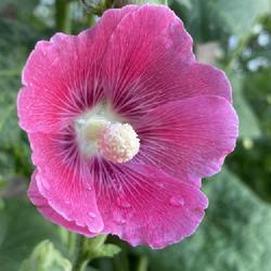 Location: Willow Valley Communities Lakes Campus,Willow Street, Pennsylvania
Date: 2023-07-02
Pink Hollyhock (Alcea rosea)