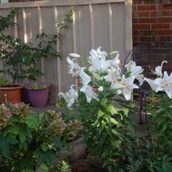 Location: in my garden
Date: 2023-06-28
'Muscadet' Lily has a great fragrance !!!