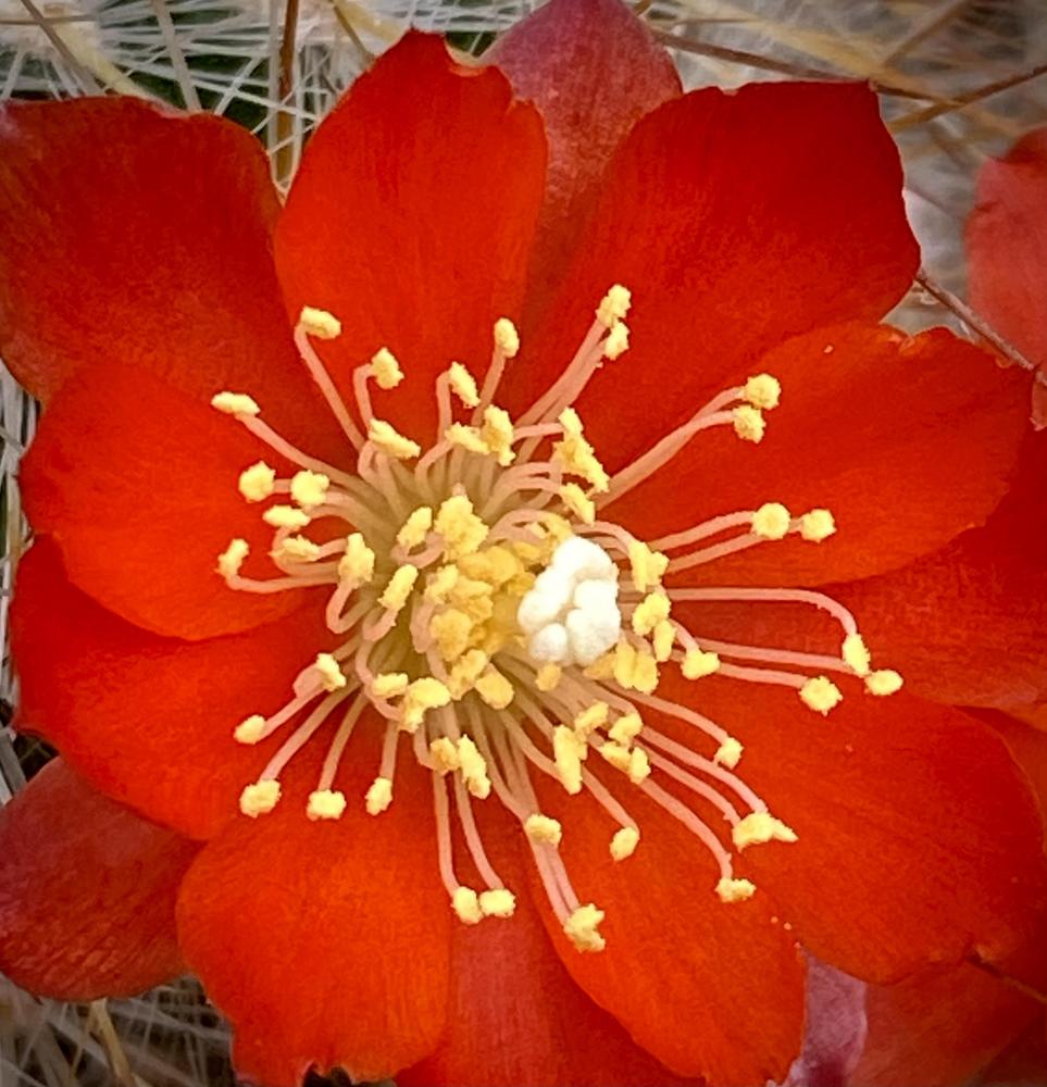 Photo of Flame Crown Cactus (Aylostera deminuta) uploaded by ketsui73