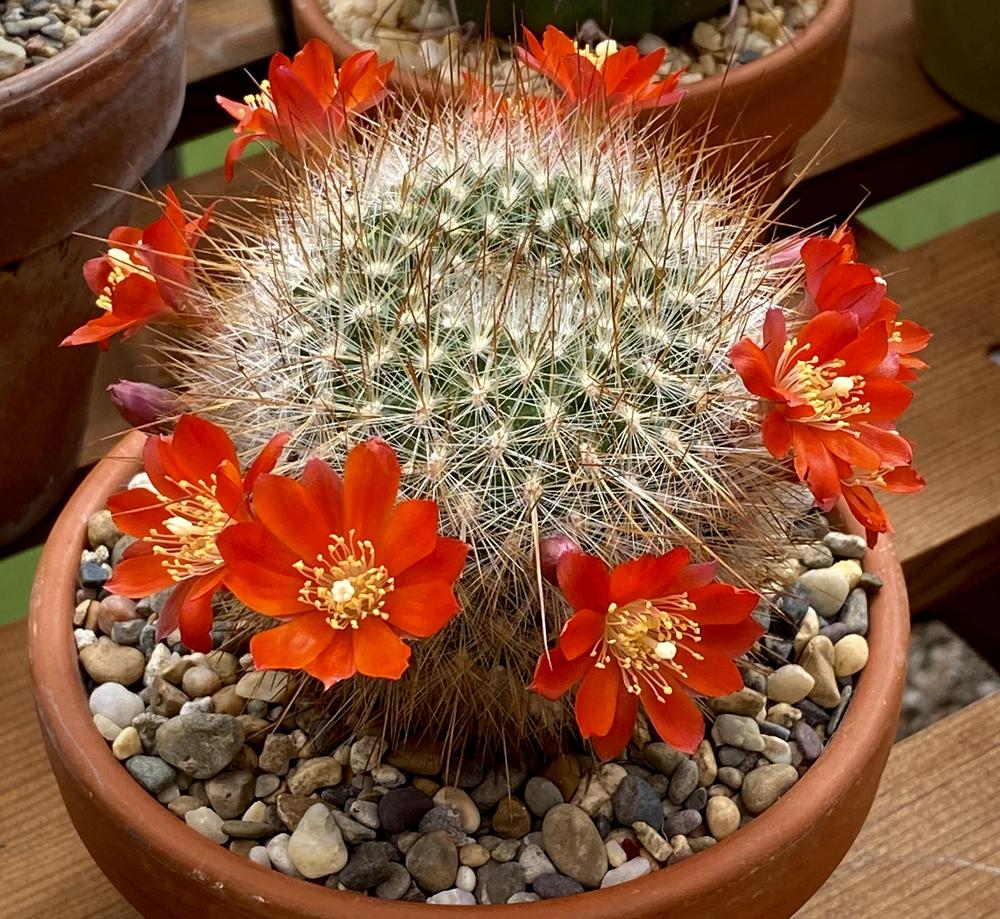 Photo of Flame Crown Cactus (Aylostera deminuta) uploaded by ketsui73
