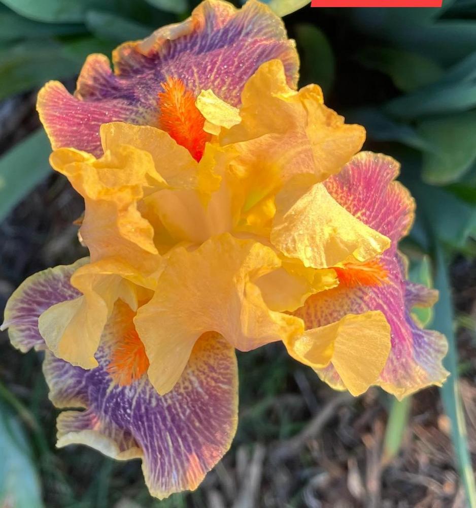 Photo of Intermediate Bearded Iris (Iris 'Delirium') uploaded by Bloomerrang