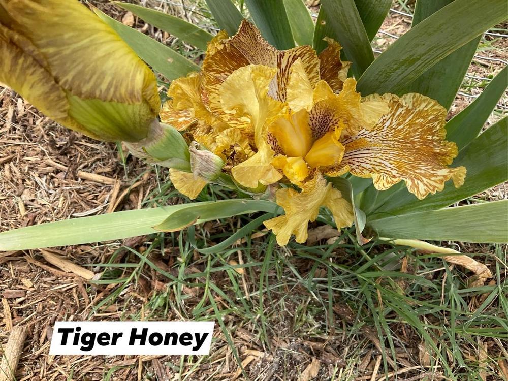 Photo of Tall Bearded Iris (Iris 'Tiger Honey') uploaded by Bloomerrang